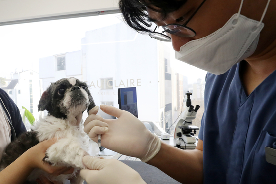 A vet treats a dog at an animal hospital in Gangnam District, southern Seoul, on Jan. 5. [NEWS1]