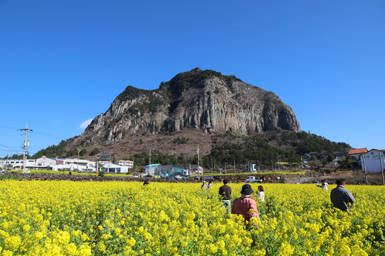 Tourists take pictures among rapeseed flowers in Jeju Island, on Feb. 16. [YONHAP]