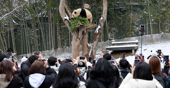 Visitors hold their smartphones to take pictures of the beloved giant panda Fu Bao, trying to capture the last moments of the panda in Korea on Thursday at Panda World in Everland in Yongin, Gyeonggi. The public will be able to see Fu Bao until March 3 before she undergoes procedures to be transferred back to China in early April. [NEWS1]