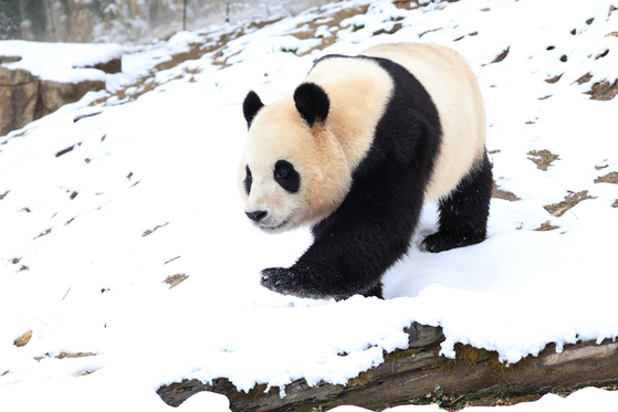 Giant panda Fu Bao walks on the snow at Panda World in Everland, Yongin, Gyeonggi after a massive snowstorm hit on Thursday. [YONHAP] 