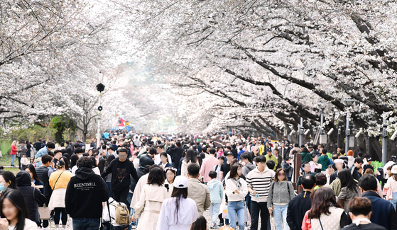 People gather to view cherry blossoms during the Jinhae Gunhang Festival held in Changwon, South Gyeongsang, on March 26, 2023. [YONHAP]