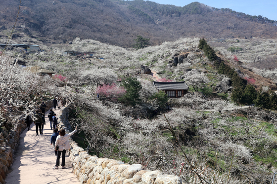 Gwangyang Village full of maehwa, plum blossoms. [YONHAP]