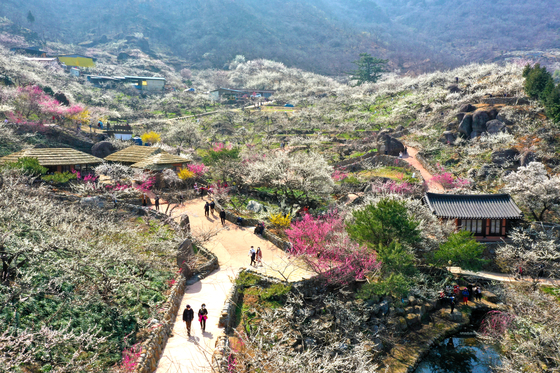 Gwangyang in South Jeolla holds the Gwangyang Maehwa Festival every year, this year from March 7 to 17. [YONHAP]