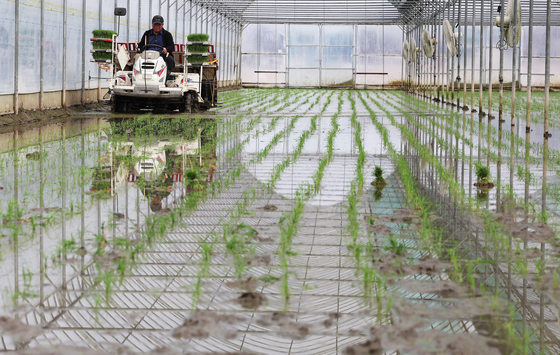 A farmer plants rice with a transplanter in Yeoju, Gyeonggi, on Wednesday. [YONHAP]