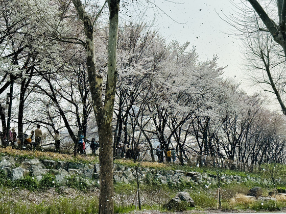 Yangjae Stream through Seochon and Gangnam Districts, southern Seoul, is another spot to enjoy the cherry blossoms every spring. [CHUN KWON-PIL]