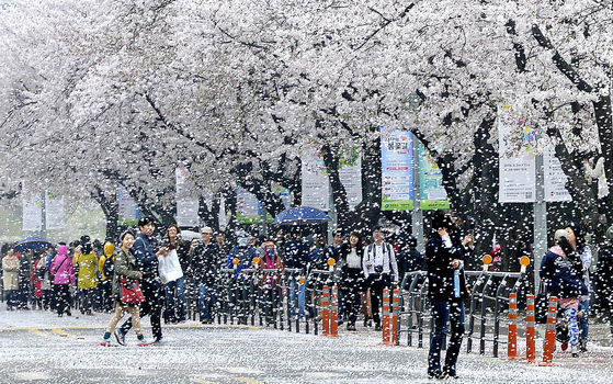 Yeouiseo-ro is the main street to appreciate the spring scenery at Yeouido in Yeongdeungpo District, western Seoul. [NEWS1]