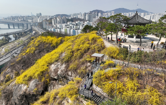 Mount Eungbong in eastern Seoul hosts an annual Forsythia festival, this year to take place from March 21 to 30. [YONHAP]