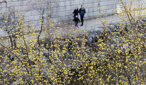 A family takes a stroll alongside the Cheonggyecheon, a stream flowing through downtown Seoul, on Sunday afternoon, enjoying a view of the cornel dogwood in full bloom amid clear spring weather ahead of rain expected Monday and Tuesday nationwide. [NEWS1]