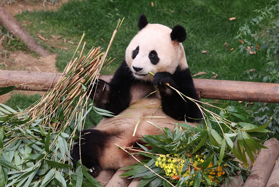 Fu Bao, the first giant panda born in Korea, is seen for the last time at Panda World in Everland in Yongin, Gyeonggi on Sunday. [YONHAP]