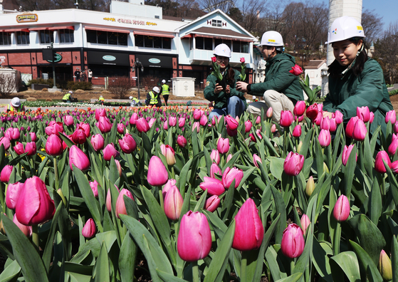 On Wednesday, corporate officials prepare for an outdoor tulip festival which will kick off on March 22 in Everland, a theme park in Yongin, Gyeonggi. The blossomed tulips are planted across a 10,000 square meter (2.47 acre) area dubbed Four Seasons Garden. [YONHAP]