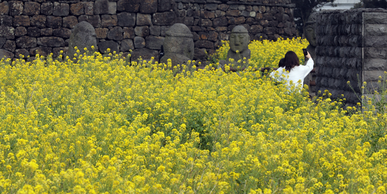 Yellow rapeseed flowers bloom outside Seongeup Folk Village in Seogwipo, Jeju Island on Thursday. The southern island is one of the warmest regions in Korea, and its plants tend to flower earlier than those in other parts of the country. [NEWS1]