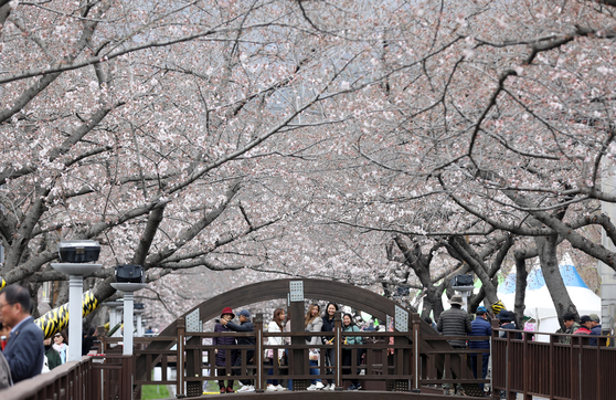 Tourists take photos under cherry blossoms in bloom on a bridge over Yeojwa Stream during the annual Jinhae Gunhang Festival in South Gyeongsang on Sunday. The festival, one of the biggest cherry blossom celebrations in Korea, is held every spring to commemorate Admiral Yi Sun-sin. The festival kicked off on Saturday and will end on April 1. [NEWS1]