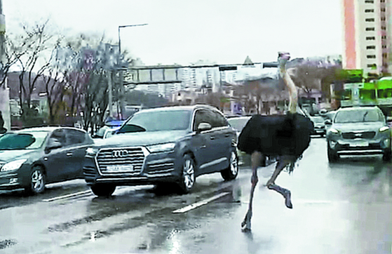 An ostrich escaped from a nearby ecological park is spotted on a road in Seongnam, Gyeonggi, on Tuesday. [YONHAP]