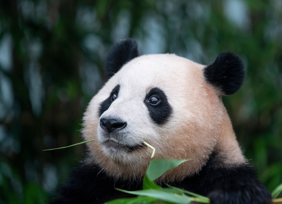 Fu Bao, the first giant panda born in Korea, is set to leave Korea and depart for China on April 3. [SAMSUNG C&T]