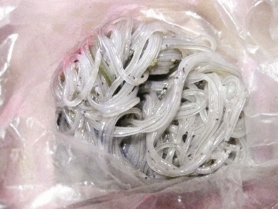 Glass eels are being caught dead because of slime emitted from the ribbon worms. [JOONGANG ILBO]
