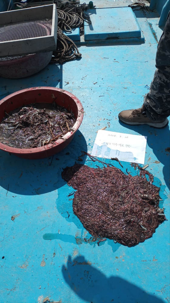 Dead glass eel and ribbon worms are caught together and placed in a red bucket on Tuesday. [JOONGANG PHOTO]