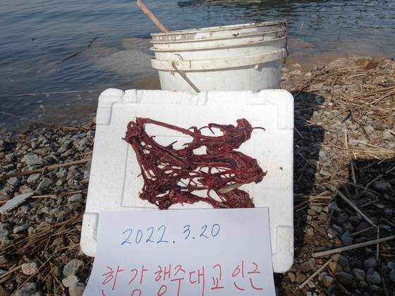 Ribbon worms found at the mouth of the Han River in 2022. [JOONGANG PHOTO]