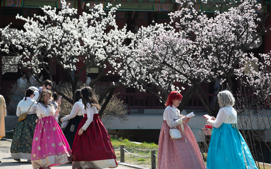 Tourists in hanbok, or Korean traditional dress, spend time near flowering trees in Gyeongbok Palace in Jongno District, central Seoul, on Monday. The Korea Meteorological Administration (KMA) announced the official bloom of cherry blossoms in Seoul the same day. [NEWS1] 