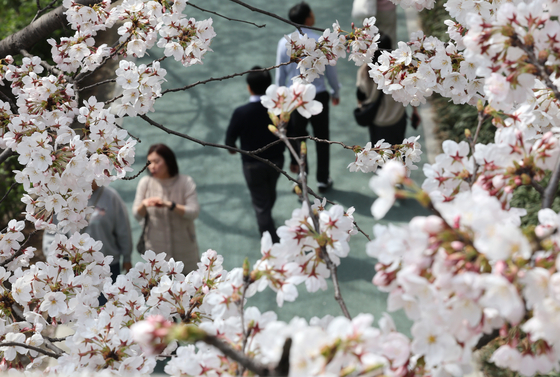 People enjoy cherry blossoms near their peak along the Yangjae Stream in Gangnam District, southern Seoul, on Tuesday, the warmest day of the spring so far. [YONHAP]