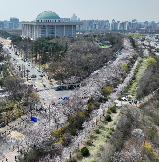 Cherry blossoms bloom along the side of Yunjung-ro in Yeouido, western Seoul, on Tuesday, the last day of Yeouido Spring Flower Festival. [YONHAP] 