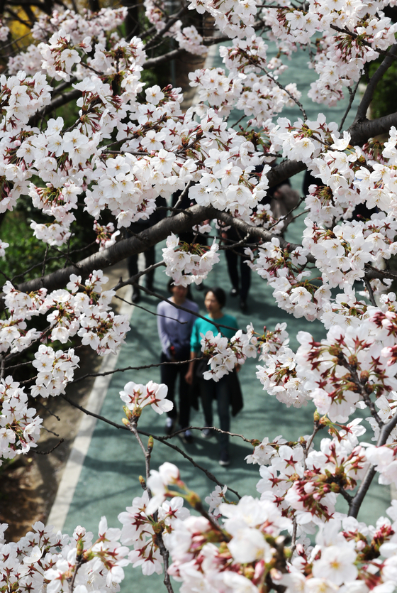 People walk along the Yangjae Stream lined with cherry blossoms in Gangnam District, southern Seoul on Tuesday. [YONHAP]