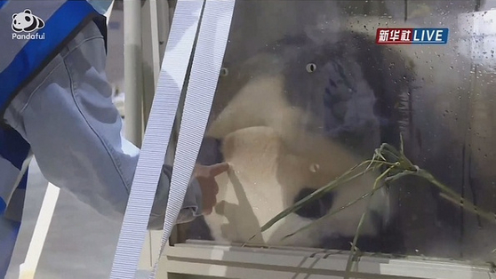 A man touches giant panda Fu Bao without gloves shortly after her arrival in China. [SCREEN CAPTURE]