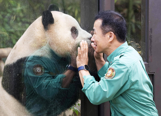 Giant panda Fu Bao and Zookeeper Kang Cheol-won stand face-to-face with a glass between them on Aug. 21, 2023. [NEWS1]
