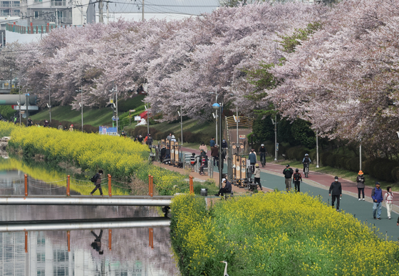 Visitors to Oncheon Stream Park walk along the road embroidered with canola flowers and cherry blossoms in Dongnae District, Busan, on Monday. Oncheon Stream Park is well-appreciated for its lightwork brightening the path of those taking a night stroll. [JOONGANG ILBO] 