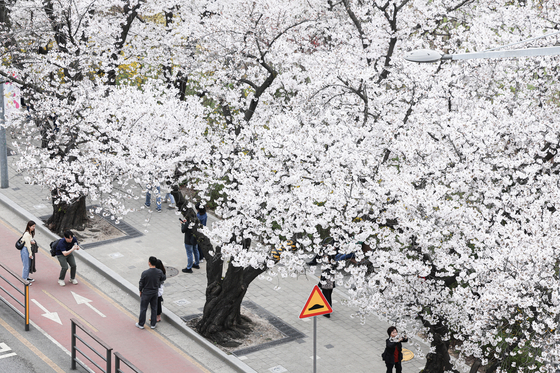 Cherry blossoms are in full bloom at Yunjung-ro in Yeouido, Yeongdeungpo District in western Seoul on April 4. [JOONGANG ILBO]