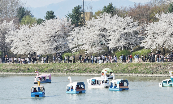 Visitors at Uiam Lake in Chuncheon, Gangwon, take the duck boat for a spin with a view of the cherry blossoms on Sunday. [YONHAP]