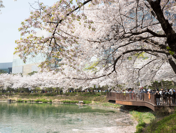 People enjoy their time under cherry blossoms near Seokchon Lake in Songpa District, southern Seoul on April 7. [SHINHWA/YONHAP]