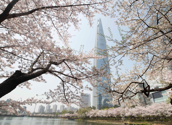 Cherry blossoms with the Lotte World Tower in the background in Songpa District, southern Seoul. [SHINHWA/YONHAP]