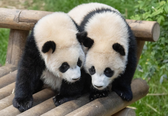 Everland's twin pandas Hui Bao, left, and Rui Bao [SAMSUNG C&T]