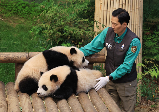 Everland's twin pandas Hui Bao, left, Rui Bao and zookeeper Song Yeong-gwan [SAMSUNG C&T]