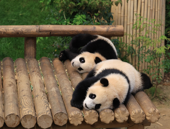 Everland's twin pandas Rui Bao, front, and Hui Bao [SAMSUNG C&T]