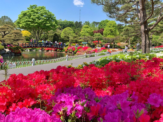 Beartree Park in Sejong City will host the Royal Azalea Festival starting Saturday. [BEARTREE PARK]