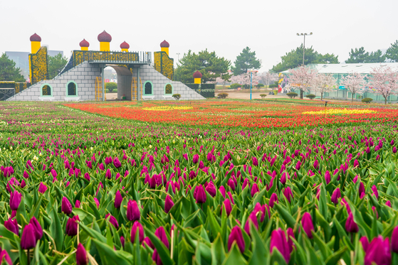 Taean World Tulip Exhibition showcases 2.6 million tulip buds every year. [JOONGANG PHOTO]