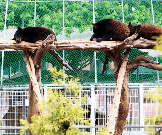 Beartree Park is home to Asian black bears. [BEARTREE PARK]