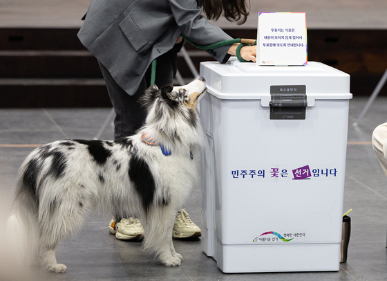 She later sniffs a ballot box at a polling station in Hannam-dong in Yongsan District, central Seoul, on April 10. This ballot box gets transferred to a local tallying station after voting ends at 6 p.m. later that day. [NEWS1]