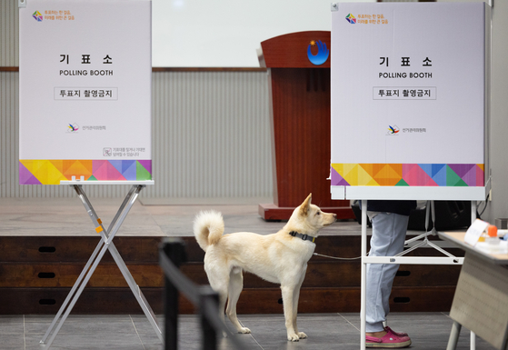 A patient canine companion watches a voter inside a polling booth in Hannam-dong in Yongsan District, central Seoul, on April 10. [NEWS1]