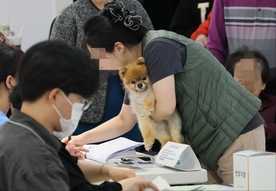 This precious pup watches election officials check voters’ identification as they prepare to cast their precious ballots at a district office in Busan on April 10. [SONG BONG-GEUN] 