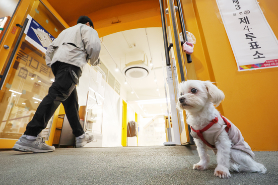 A stalwart dog stands guard outside a polling station set up at a book cafe in Gangdong District in eastern Seoul as voters cast their ballots for the Korean general election on April 10. [NEWS1]