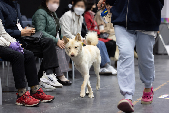 This dog proudly finishes voting, or at least his owner did, and exits a polling station in Hannam-dong in Yongsan District, central Seoul, on April 10. [NEWS1]