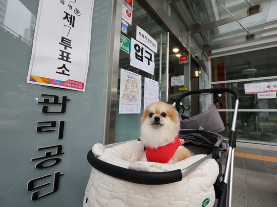 It’s doggie’s day out as this alert pup waits in a luxury ride parked outside the entrance of a polling station in Gwangjin District, eastern Seoul, as voters cast their ballots for the Korean general election on April 10. [YONHAP]