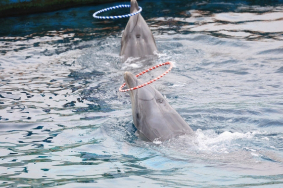 Dolphins perform during a show at Geoje Sea World in South Gyeongsang. [HOT PINK DOLPHINS]