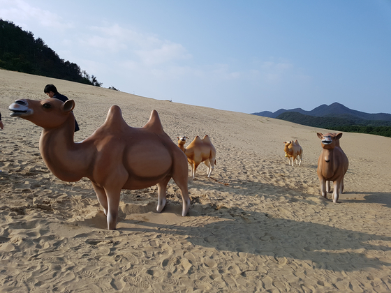 Okjookdong Dune in Daecheong Island, Incheon is called the Korean Sahara. [JOONGANG ILBO]