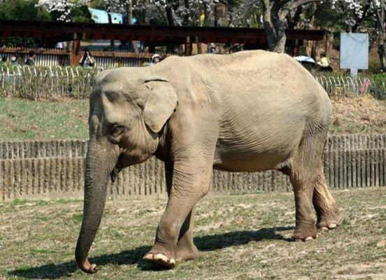 Sakura, an elephant that died on Feb. 13 at Seoul Zoological Garden, is photographed for the last time last year. [JOONGANG PHOTO]