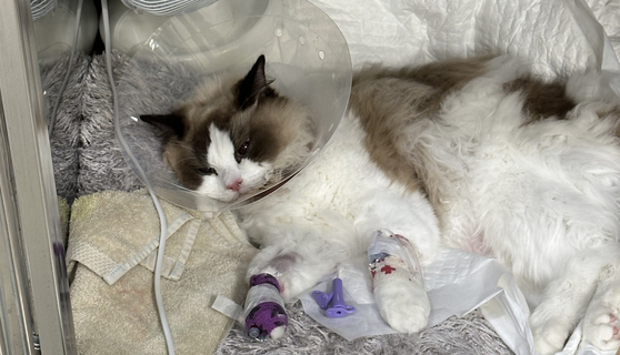 A cat hospitalized in a animal hospital in Seongnam, Gyeonggi, after showing similar symptoms of neuromuscular diseases. [LIFE]