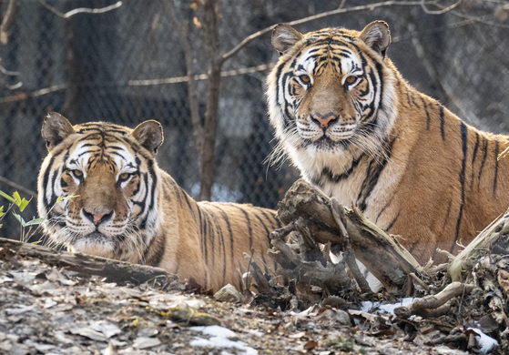 Geon-gon and Tae-ho, a Siberian tiger couple at the zoo in Everland in Yongin, Gyeonggi, are seen on Dec. 29, 2023. [EVERLAND]