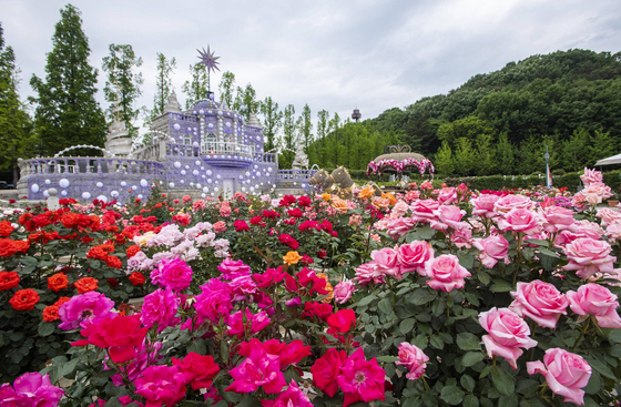Everland’s Rose Festival kicks off on May 17 at its Rose Garden that boasts some 3 million roses from 720 different varieties. [SAMSUNG C&T]